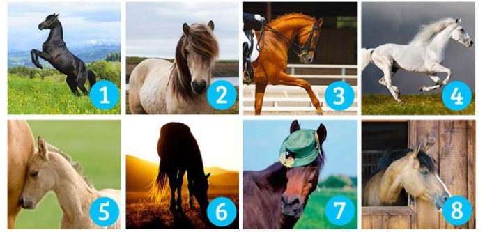 Koji konj vam je najljepši? Vaš izbor otkriva što tražite i hoćete li to uskoro dobiti!