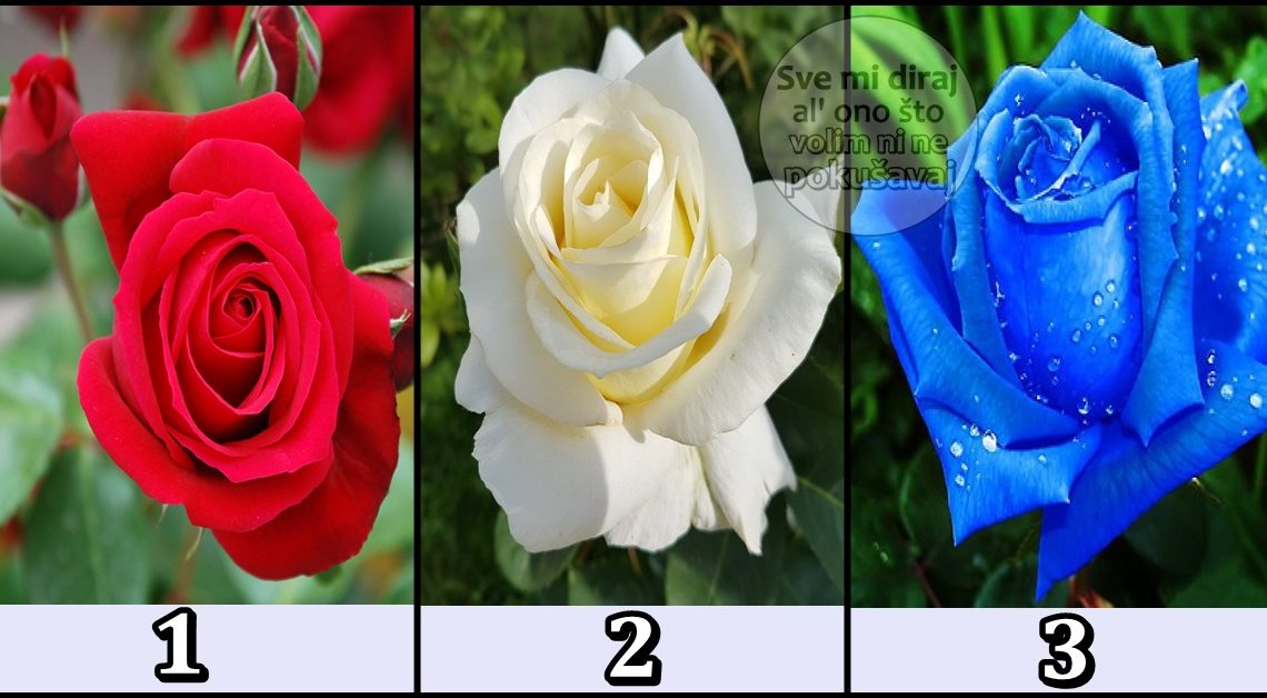 RUŽA ti donosi VAŽNE VIJESTI:Izaberi jednu ružu i saznaj šta će ti reći!