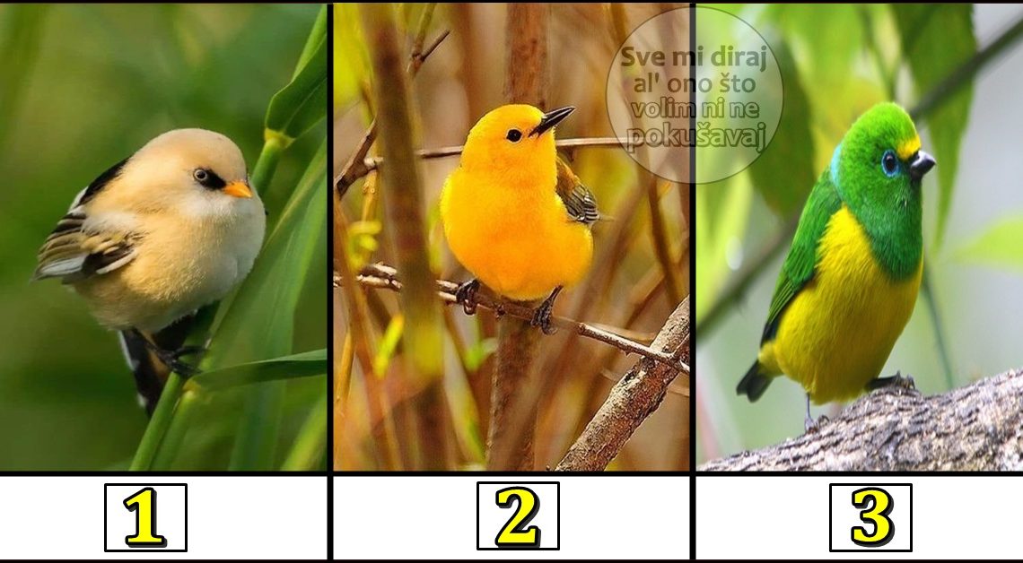 Pticica ti donosi fantasticne vesti: Izaberi jednu i saznaj sta te ceka!