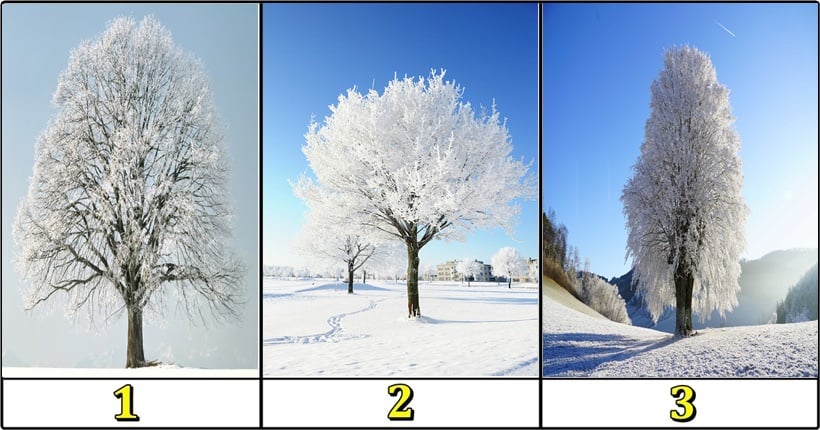 Februarsko drvo srece -izaberi jedno i saznaj hoces li imati srece do kraja meseca!
