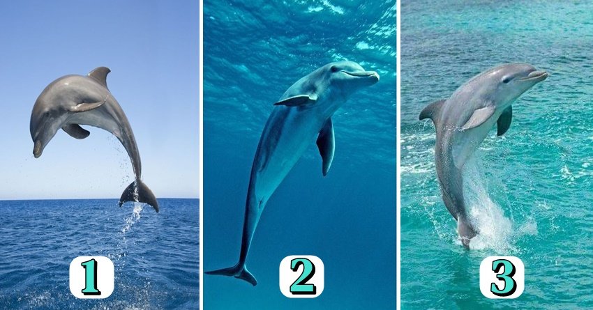 Izaberi delfina i saznaj je li vasa SRECA U PADU ili U SKOKU za duplo?!